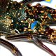 84- Langouste bleue 